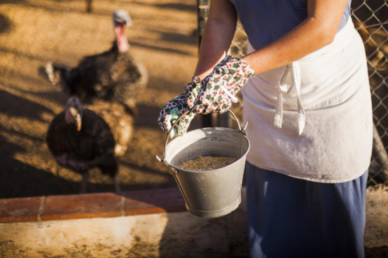 feed additives and feed supplements feed additives and feed supplements