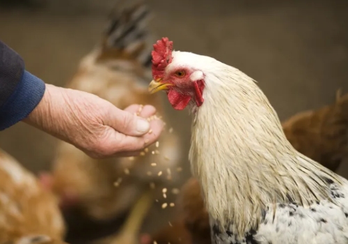 Poultry Feed Additives: Examples and Their Role in Animal Health Poultry Feed Additives: Examples and Their Role in Animal Health